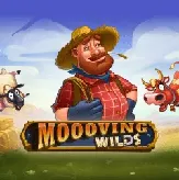 Moooving Wilds на Lavina